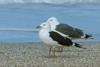 1cy fuscus in August, ringed in Finland. (81365 bytes)